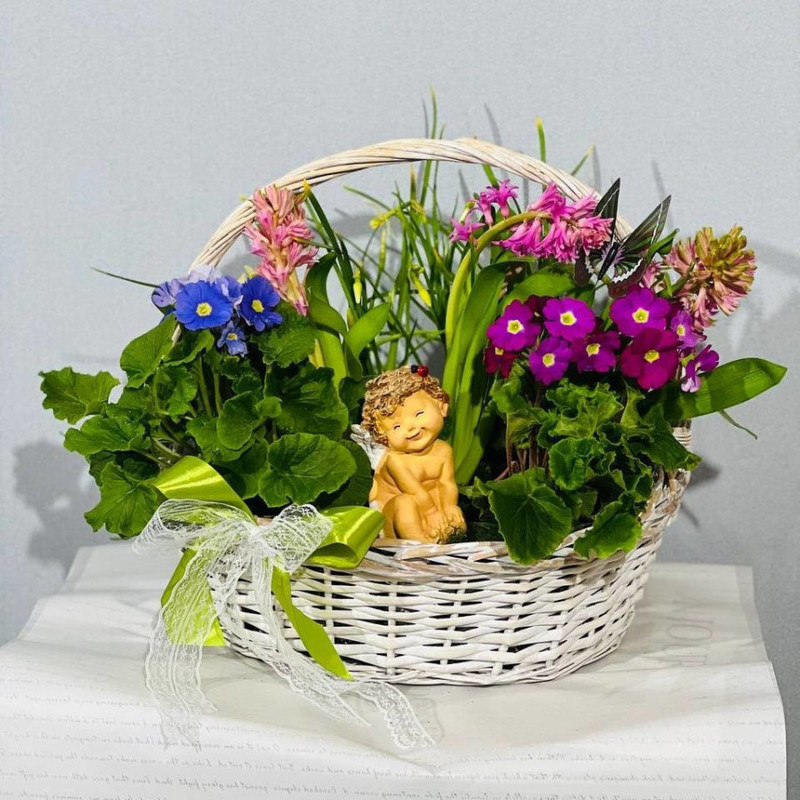 Gift basket of primroses with an angel, standart
