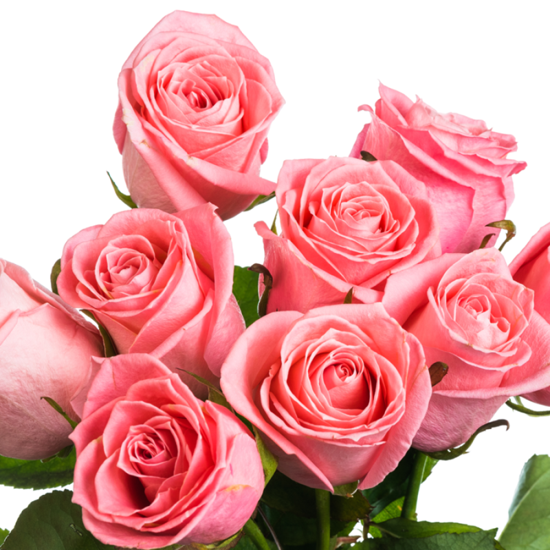 11 pink roses, standart