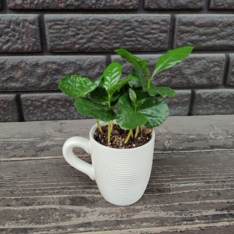 Coffea Arabica in a mug, standart