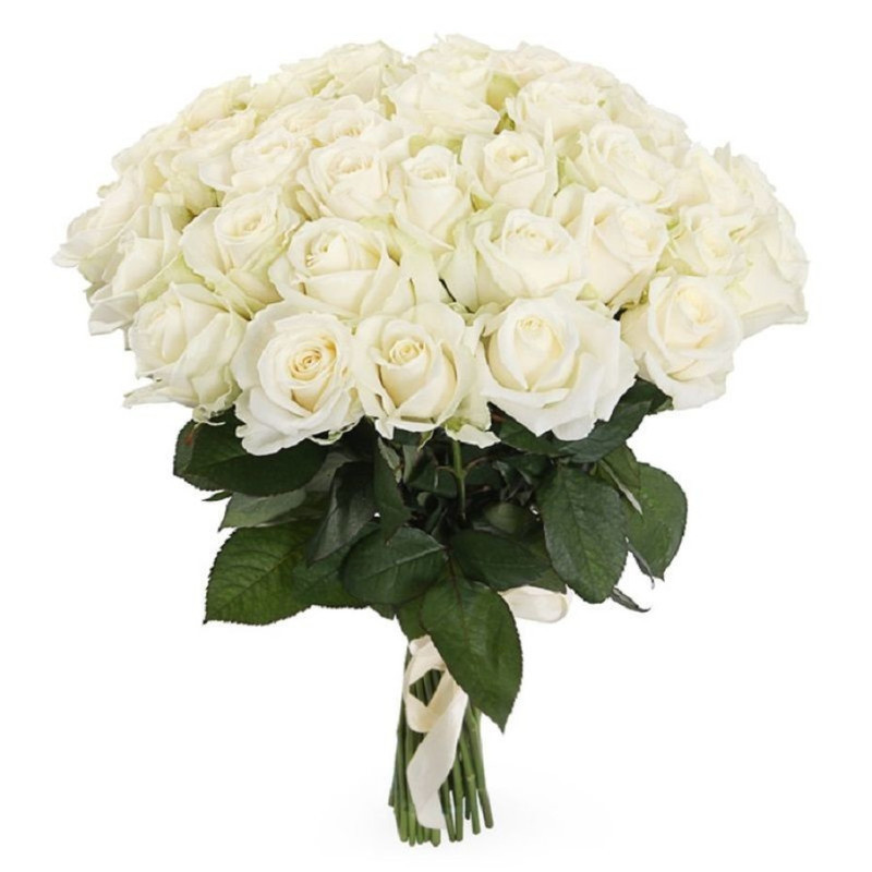 41 White Rose Avalanche, standart