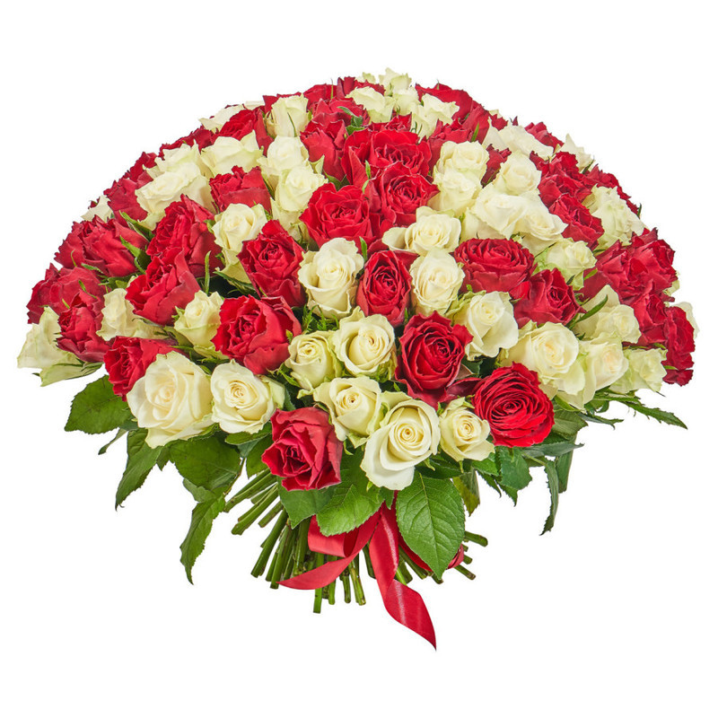 Букет из 101 красно-белой кенийской розы, стандартный