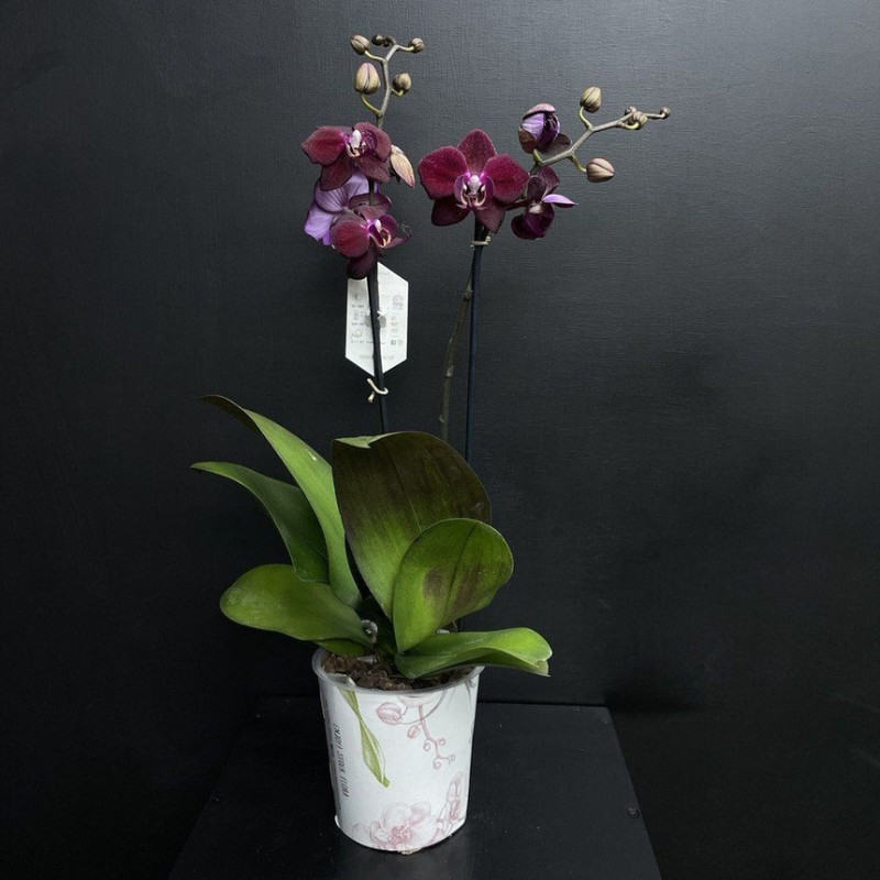 Phalaenopsis orchid, standart