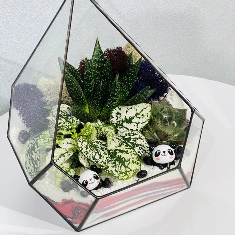 Florarium pyramid with plants, standart
