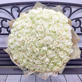 Bouquet of 101 white roses in designer decoration 50 cm