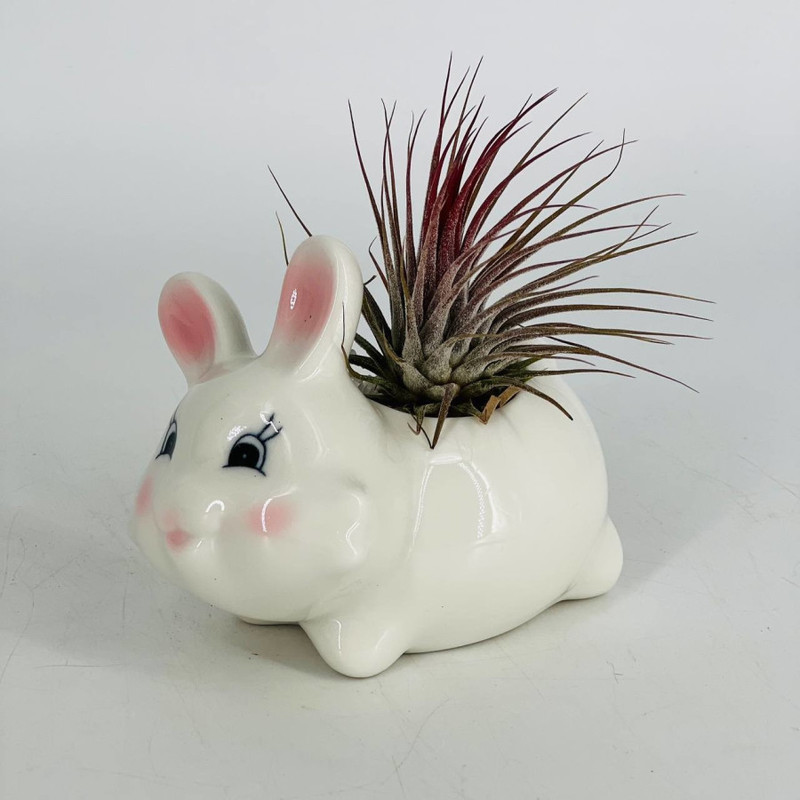 Tillandsia atmospherica in flowerpots rabbit, standart