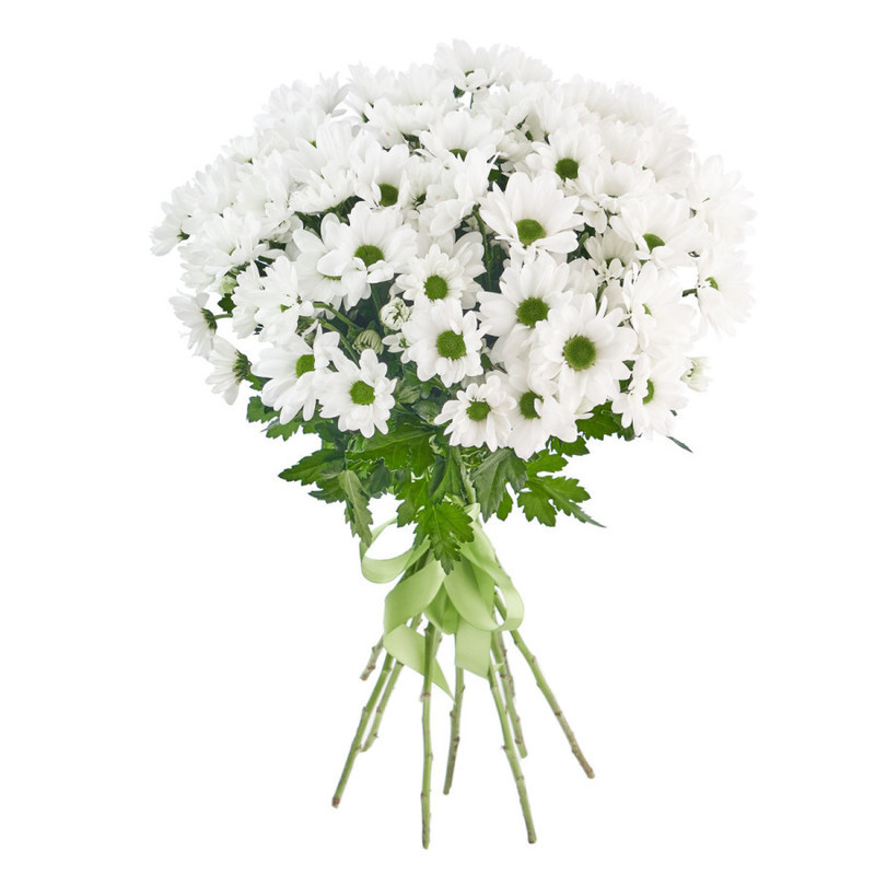 Bouquet of 15 white spray chrysanthemums, standart