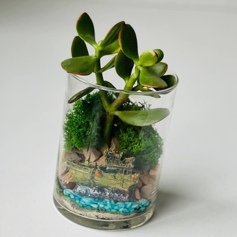 Florarium with a ship and a money tree, standart