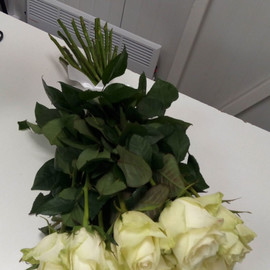 Шикарные длинные белые розы 25 штук
