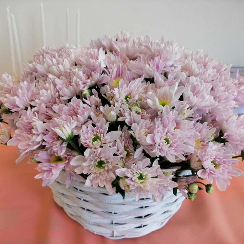 Bush chrysanthemum in a basket, standart