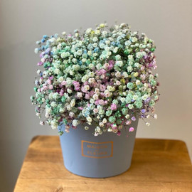 Blue marshmallow. Colored/rainbow gypsophila in a blue box