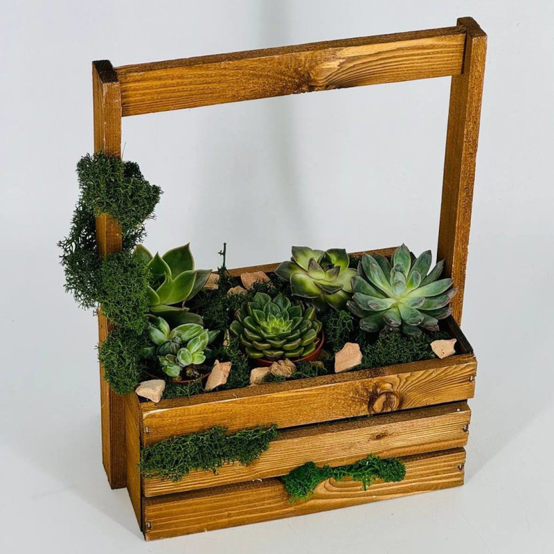 Interior composition with succulents in a wooden box, standart