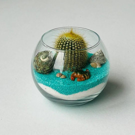 cactus in glass
