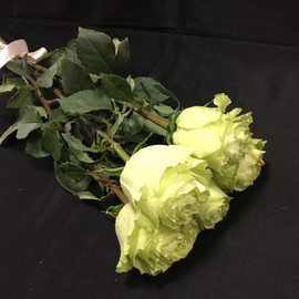 5 curly green roses