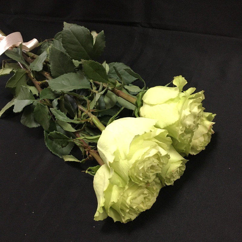 5 curly green roses, standart