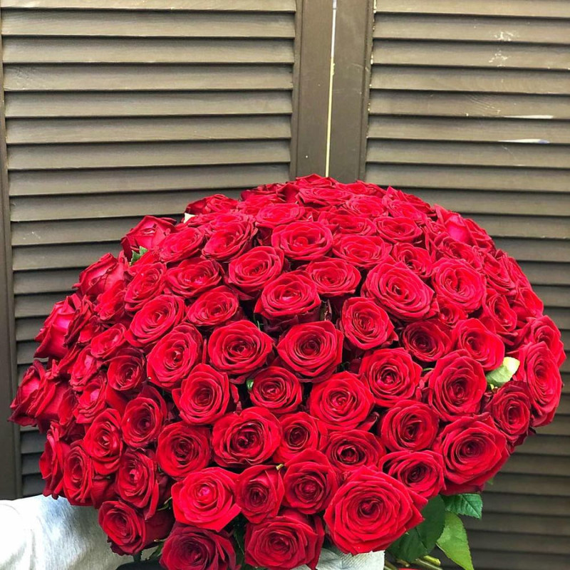 101 red rose 50cm, standart