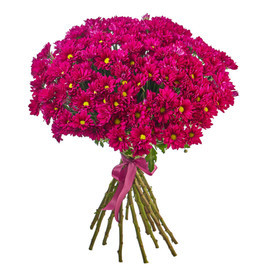 Букет из 25 фиолетовых кустовых хризантем