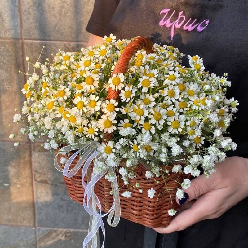 Tanacetum basket with daisies, standart