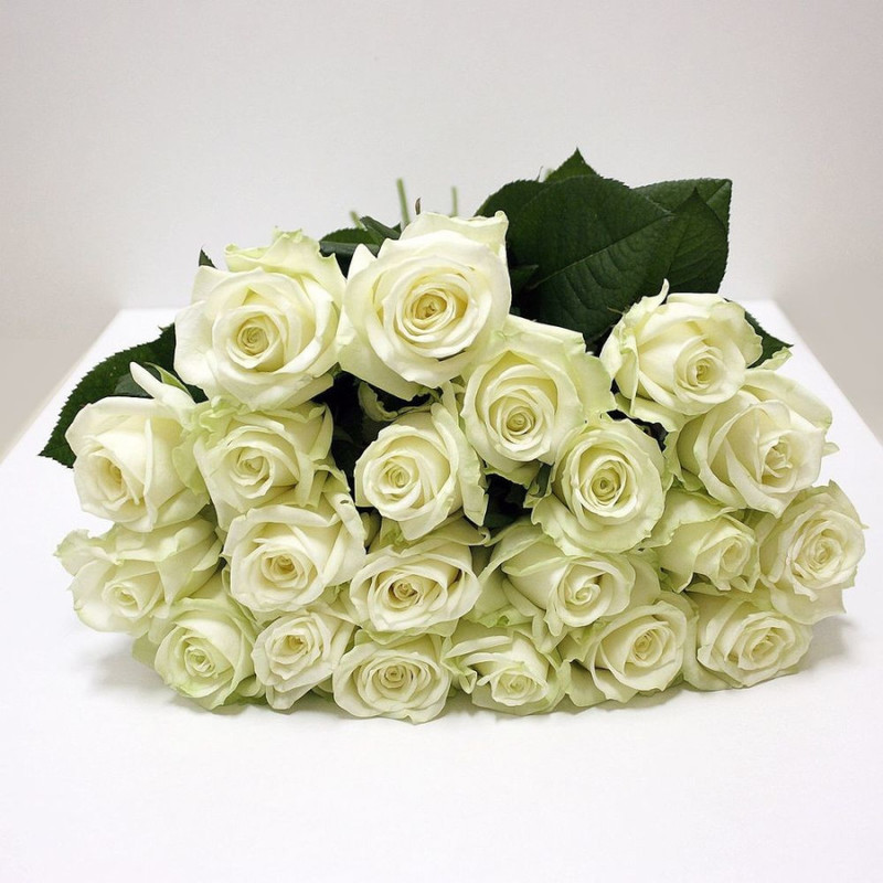 21 White Rose Avalanche, standart