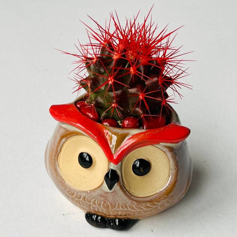 Figured planter owl with cactus, standart