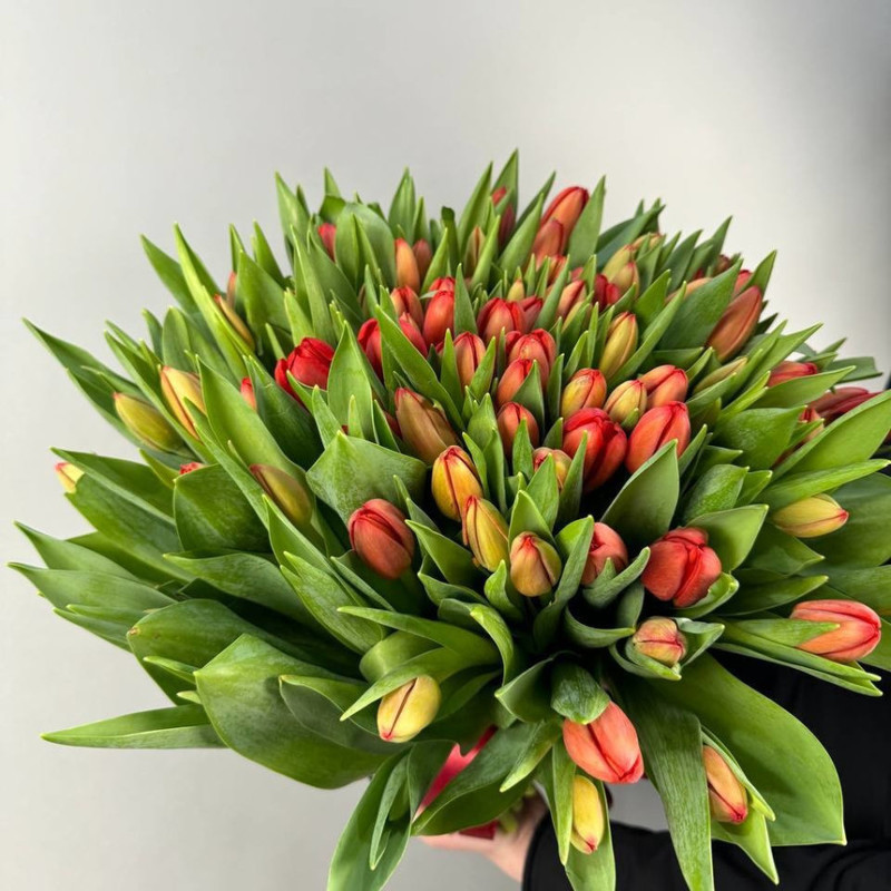 A bouquet of 101 red tulips, standart