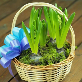 Basket with fragrant hyacinths
