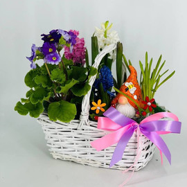 Basket of primrose flowers with a gnome