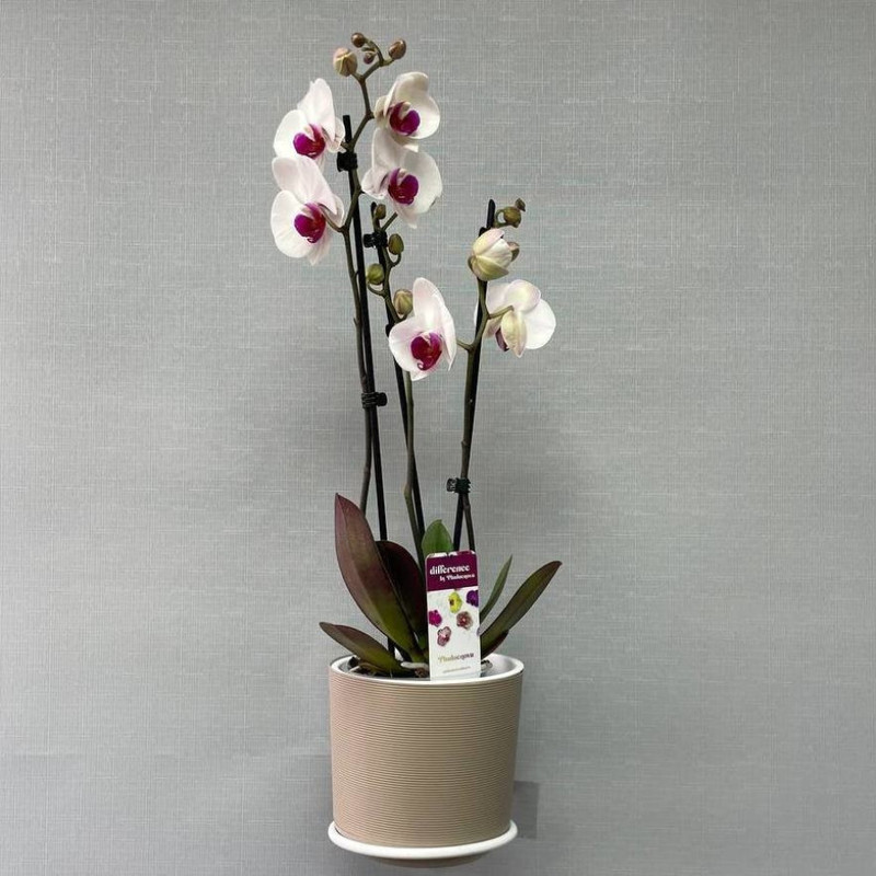 Phalaenopsis orchid in a pot, standart