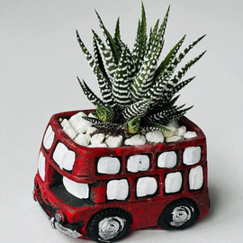 Haworthia in a planter bus