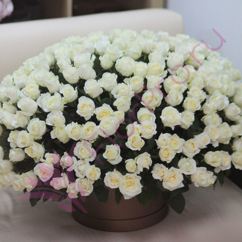 Bouquet of 201 white roses in a hat box, standart