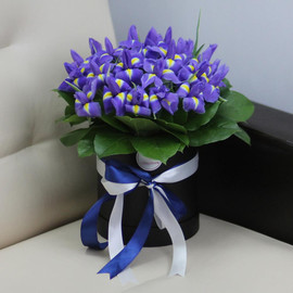 25 blue irises in a hatbox
