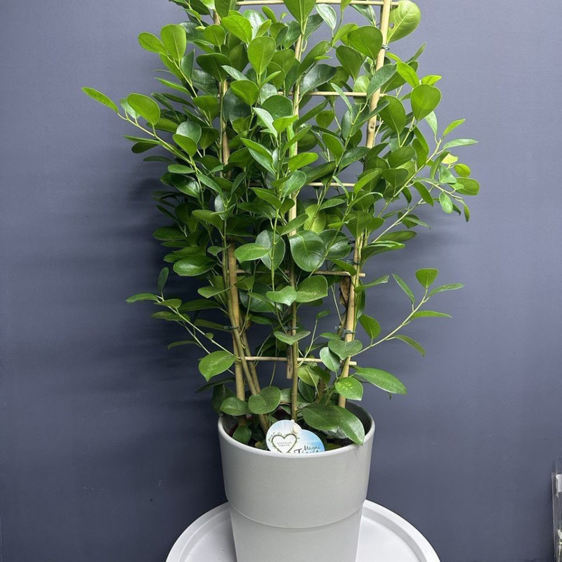 Houseplant Ficus McLane, standart