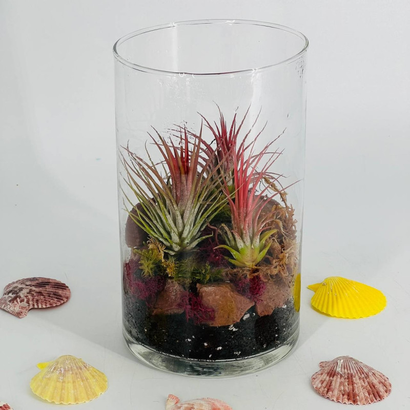 Tillandsia in a glass vase with natural moss, standart