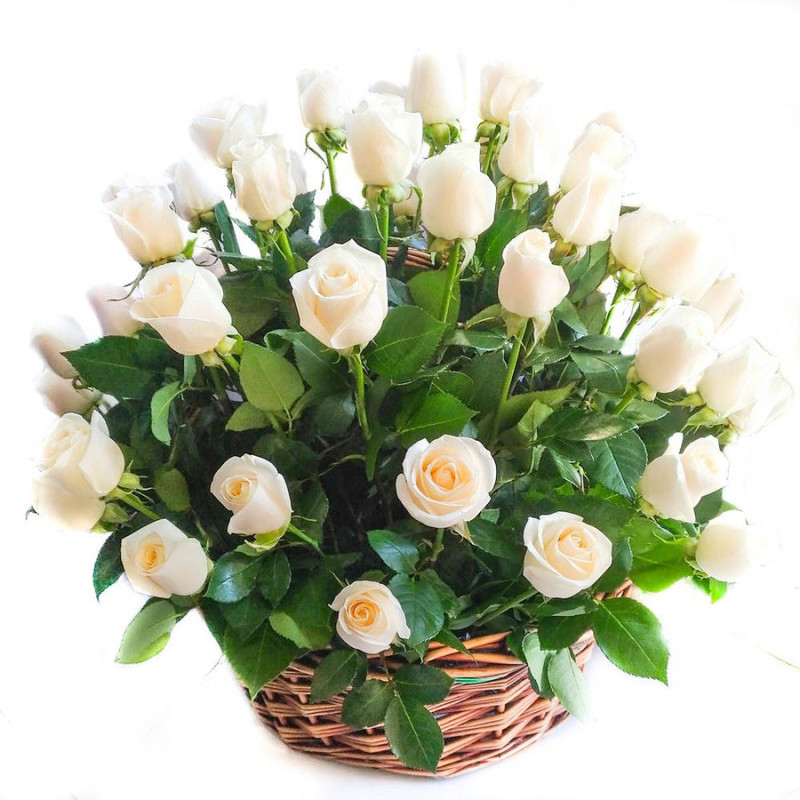 Basket of 51 white roses, standart