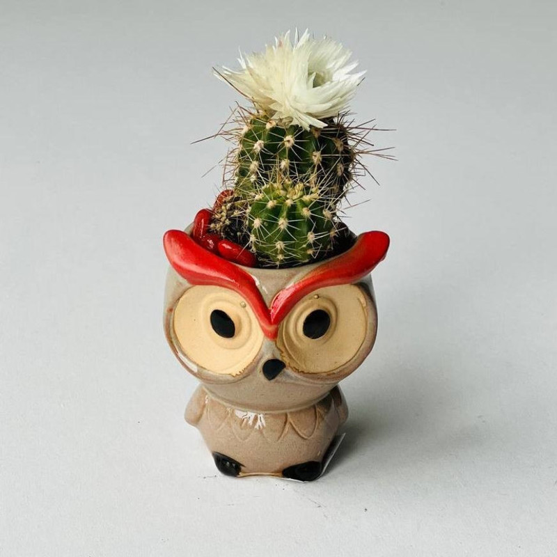 Cache-pot owl with cactus, standart