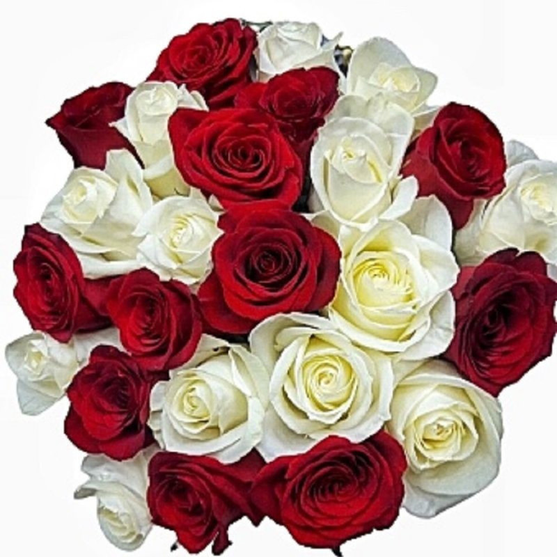 Bouquet of 25 white and red roses, standart