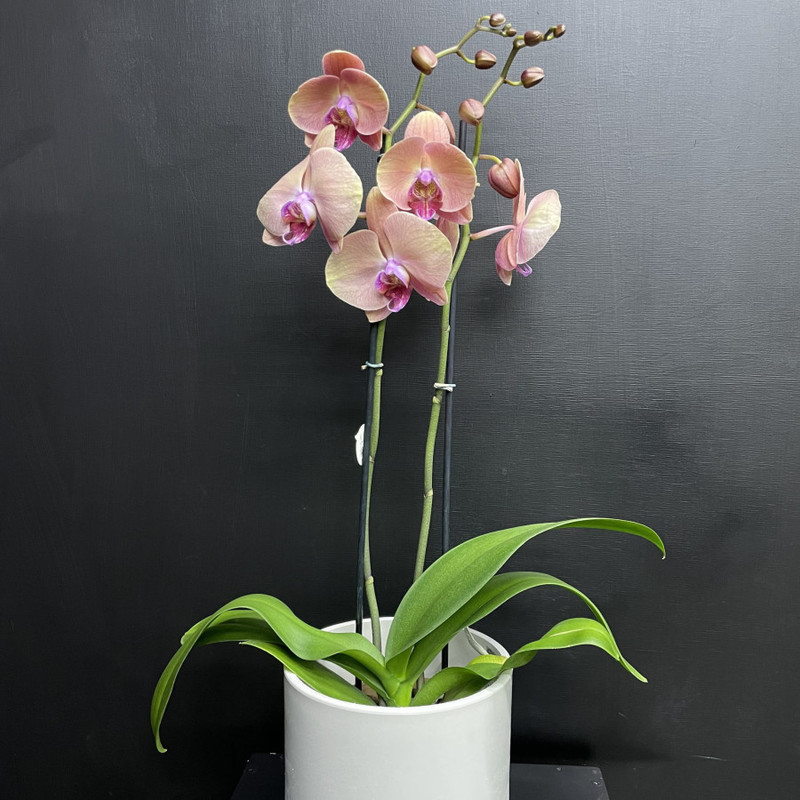 Комнатное растение Орхидея Пинк Орандж, стандартный