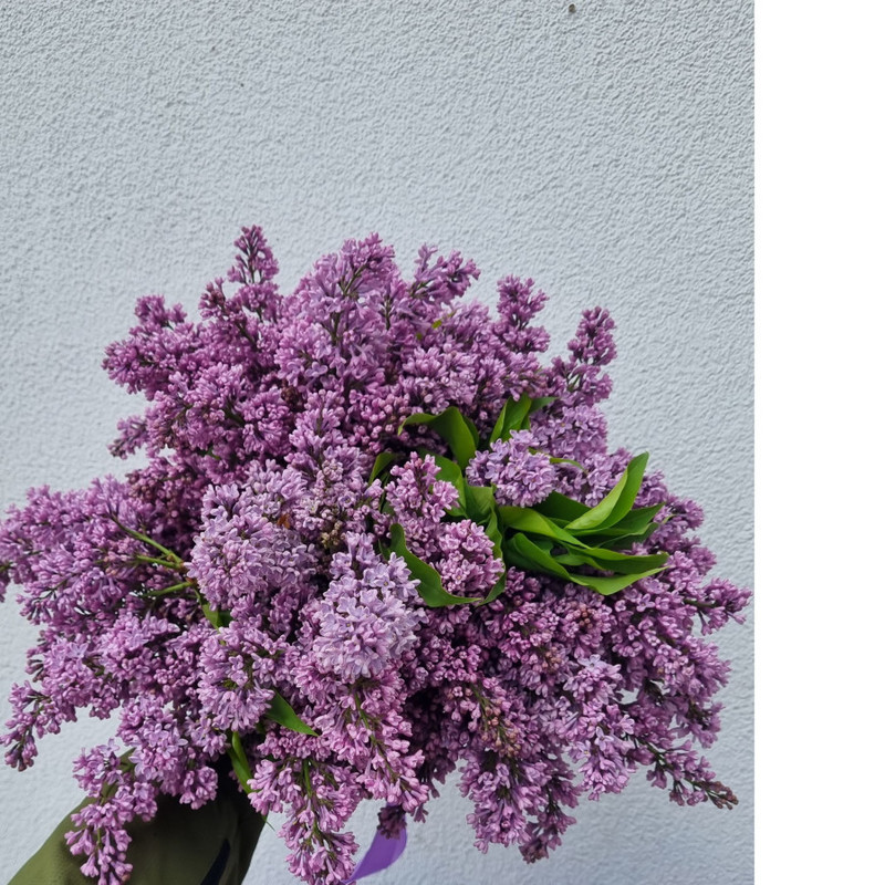 Bouquet of 29 Lilacs, standart