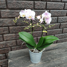 Orchid in a flowerpot