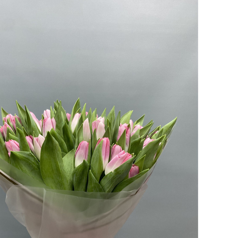 51 tulips, standart
