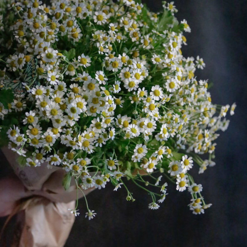 Mono-bouquet of daisies, standart