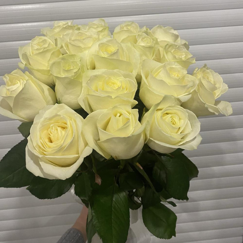 Белая Роза, стандартный