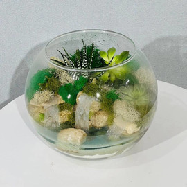 Подарочный флорариум с растениями