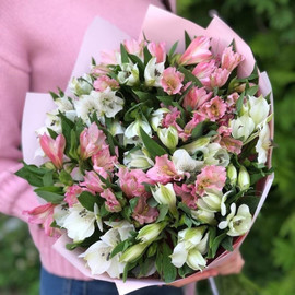 Bouquet of pink and white alstroemerias