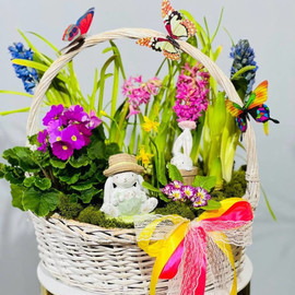 Giant composition in a basket with primroses mini garden