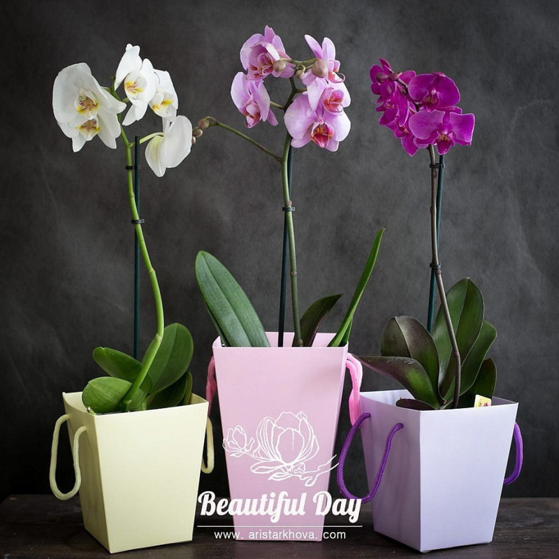 Orchid (Phalaenopsis in a box), standart