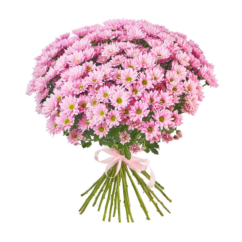 Букет из 25 розовых кустовых хризантем, стандартный