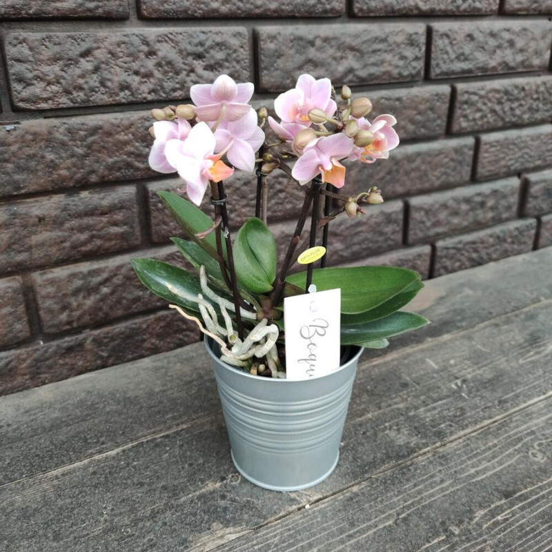 Orchid in a flowerpot, standart