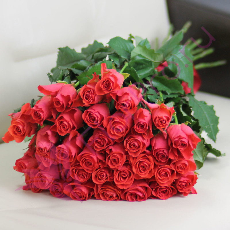35 coral roses Wow 60 cm, standart
