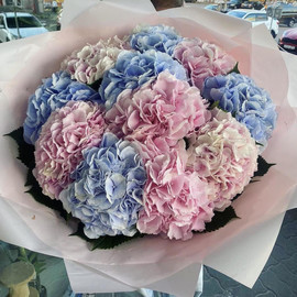 Bouquet of hydrangea