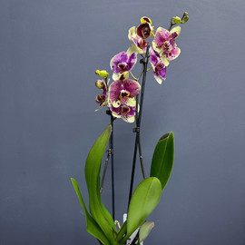 Фаленопсис орхидеясы
